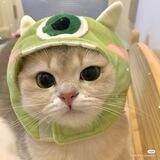 dino everytime ✧
