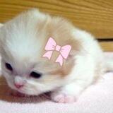 FIFI’S :] ♡ ╼╋▇▇▇┫