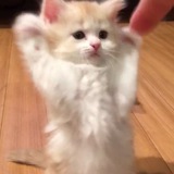 Jino!