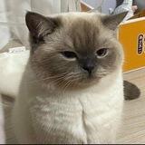chèrise? ૮⑅ . . ა