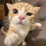 rexxaa