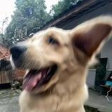 狗子双向机器人