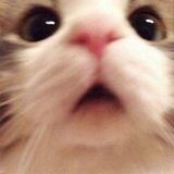 Meong jajan.