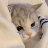 mingyu’s kitten, hanami. ♥