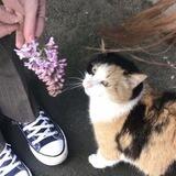 miminaumiaw