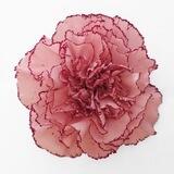 Carnations.