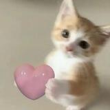 kucing