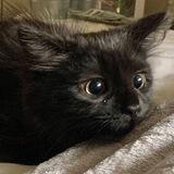 mitty’s kitty. 🐈‍⬛