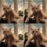 vialirie's assistant