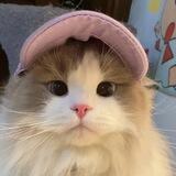 kitten αssist