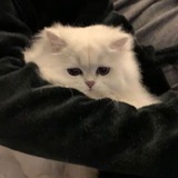zazaa