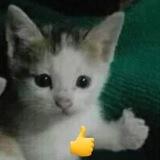 sss