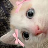 sash Bot! ♡