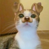 🐈!