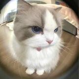 meong petualang