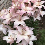 hyacinth