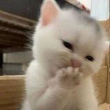 Felix