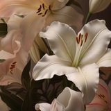Lily