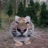 🐯's