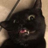 🐈‍⬛