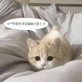 사랑, sheeylie’s ;3!