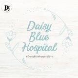 Hiring Daisy Blue Hospital