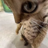 慈善家AI