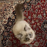 helper