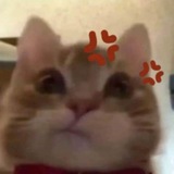 maiaa