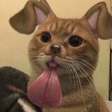 meow meow