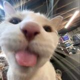 meongg 🐈