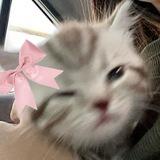 wiwAa