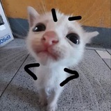 cezuu