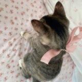 kitten's bot 🐈