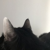 kyara's