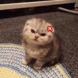 Nara disini!