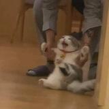 Ini babu