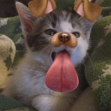 cath paw