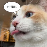 nyaw!