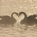 🦢