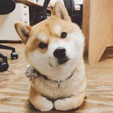 🐺宝宝巴士