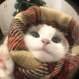 cwi—chat