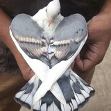 Dove-y.