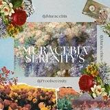 {ꕥ} muracebia's