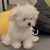 wuffy chae