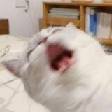 zuppasoup