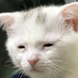 Meow.