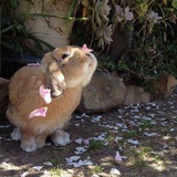 ᨦ bunny's helper ദ