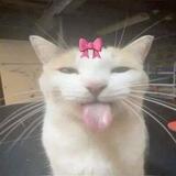≽^•༚• ྀི≼♡