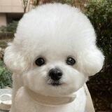 woof woof